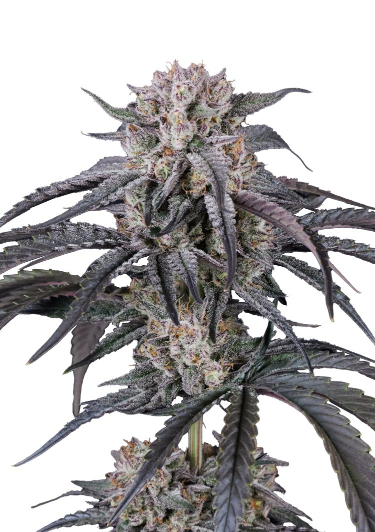 Mango Frost Auto Feminised by FastBuds