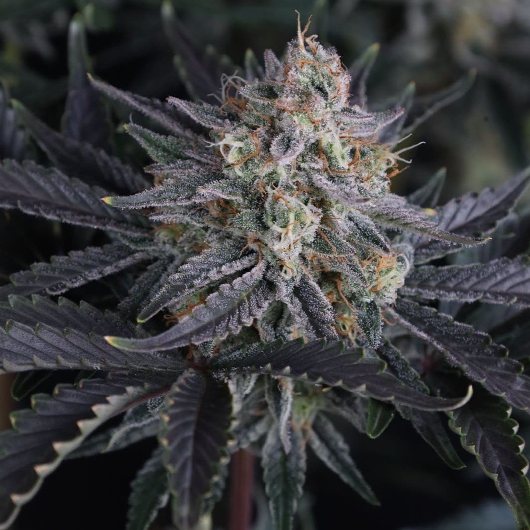 Mango Frost Auto Feminised by FastBuds, photo 2