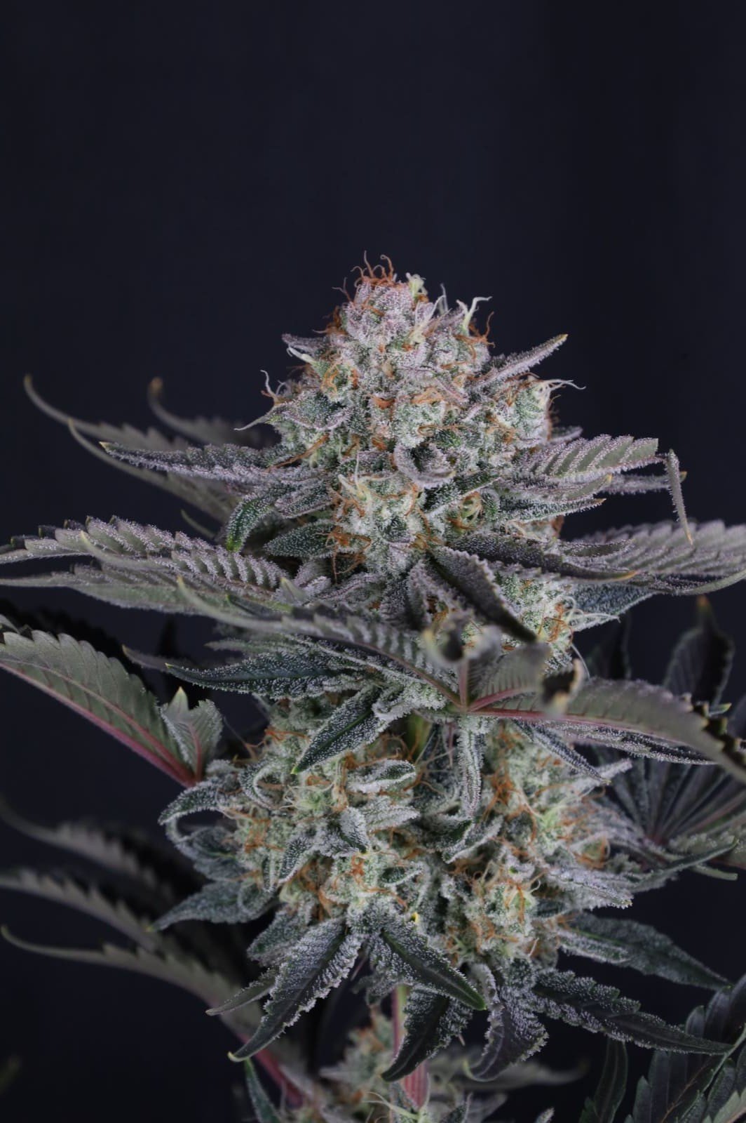 Mango Frost Auto Feminised by FastBuds, photo 3