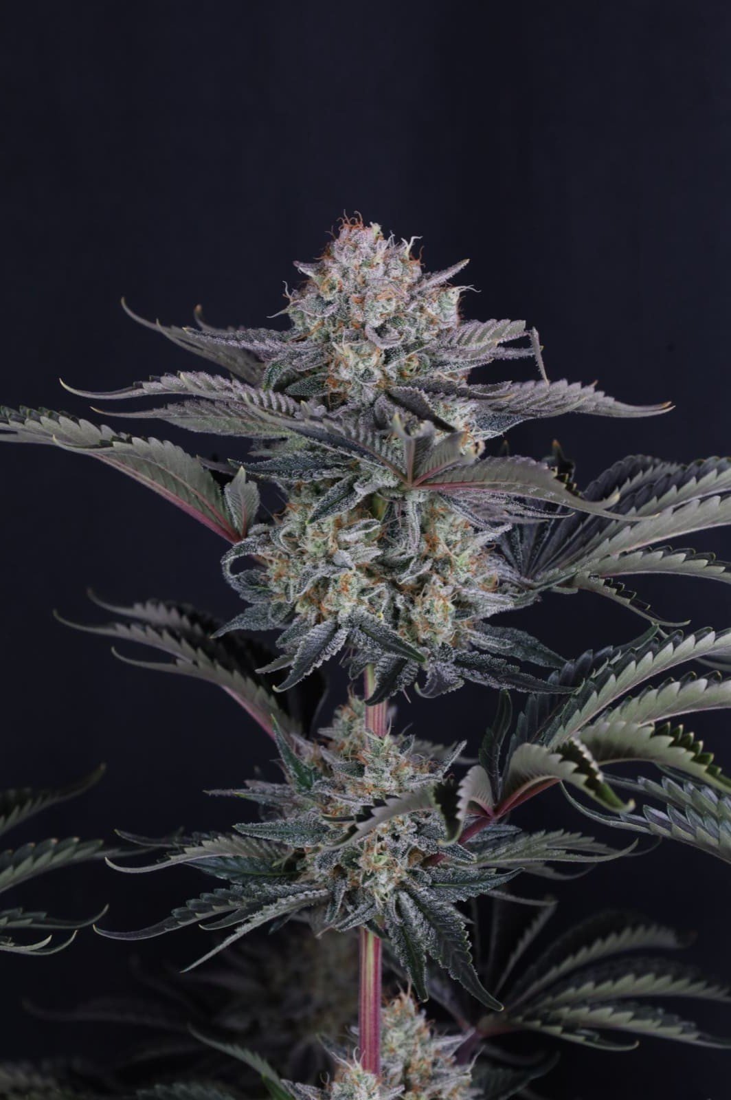 Mango Frost Auto Feminised by FastBuds, photo 4