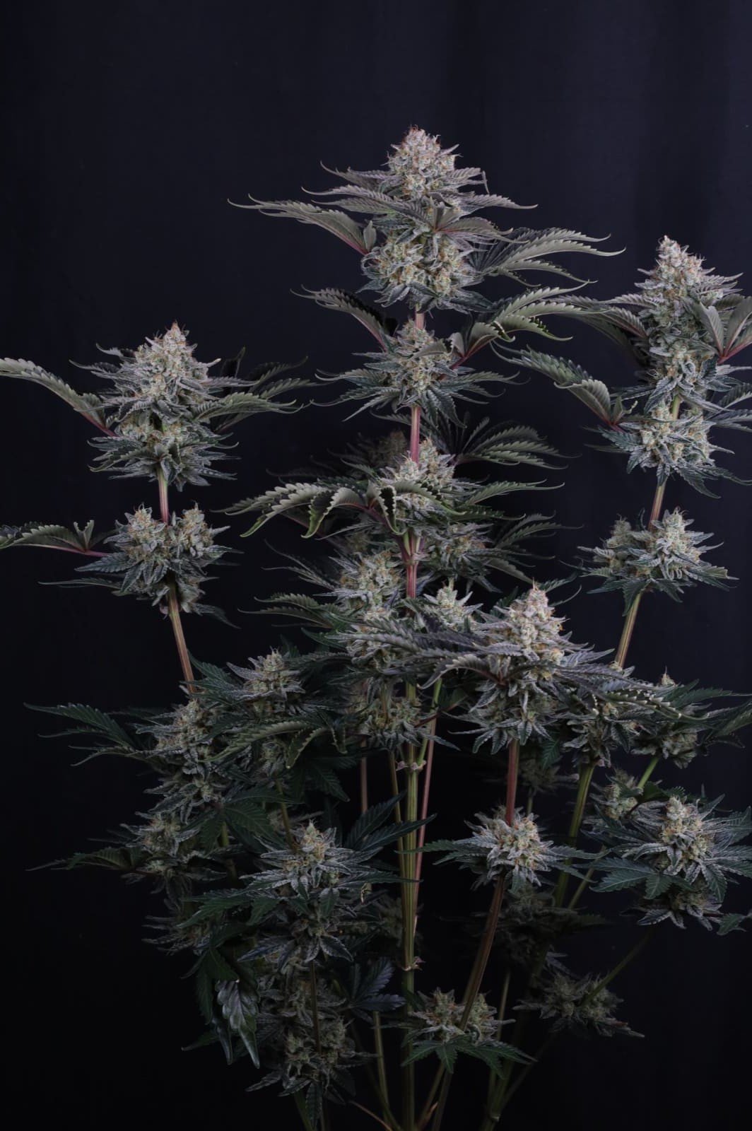 Mango Frost Auto Feminised by FastBuds, photo 5