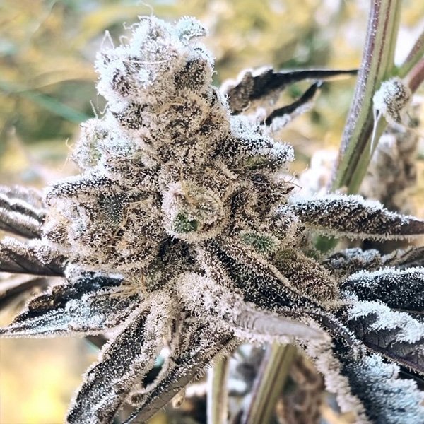 Masterpiece Feminised by In House Genetics