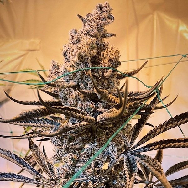 Masterpiece Feminised by In House Genetics, photo 2