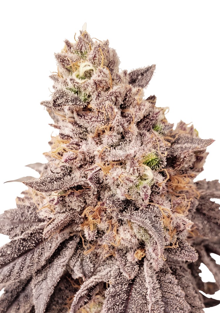 Papaya Sherbet Feminised by FastBuds