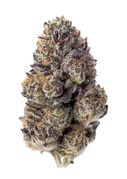 Papaya Sherbet Feminised by FastBuds, photo 2