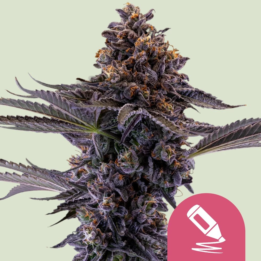 Permanent Marker Feminised by Royal Queen Seeds