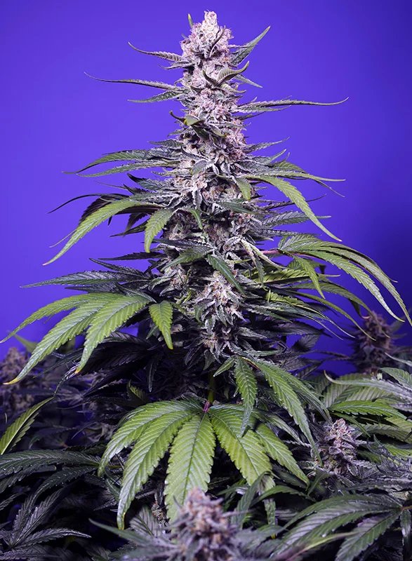 Permanent Marker XL Auto Feminised by Sweet Seeds