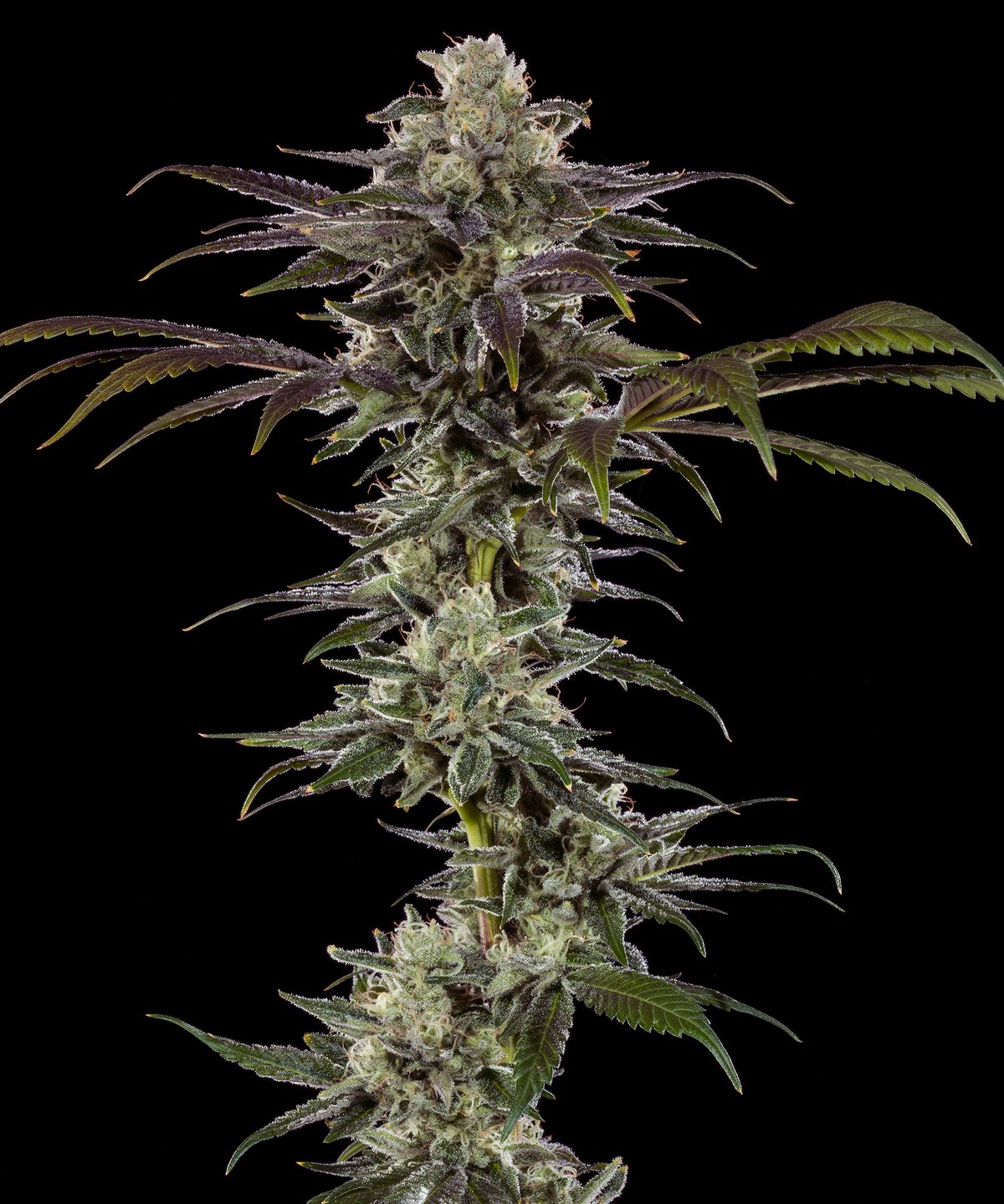 RS11 F1 Feminised by Barney’s Farm