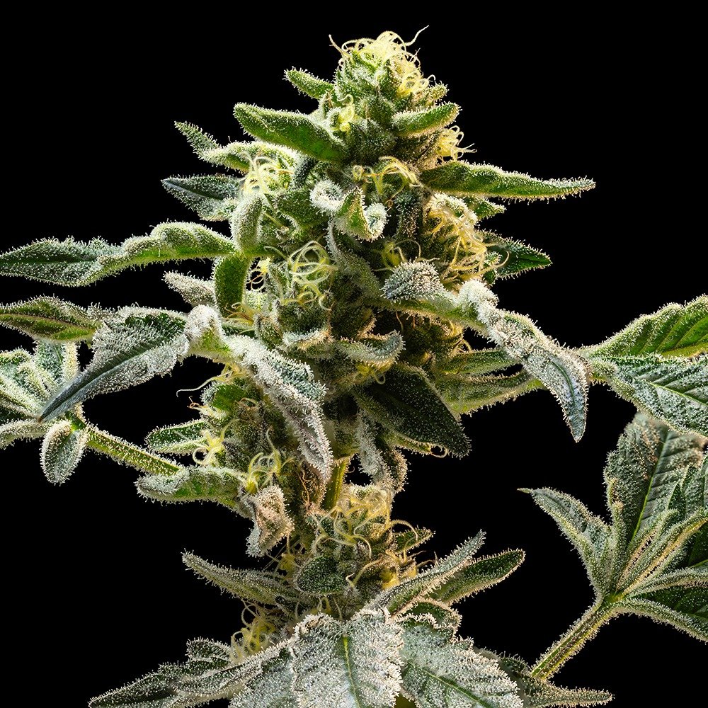 Sherbanger Feminised by Seedsman