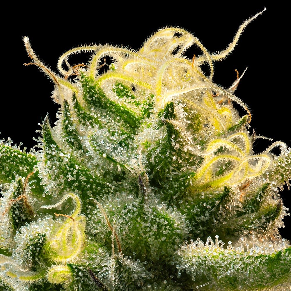 Sherbanger Feminised by Seedsman, photo 2